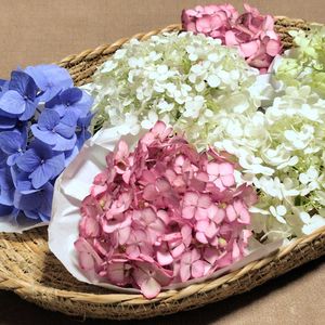 アナベル,ドライフラワー,紫陽花 アジサイ あじさい,花のある暮らし,小花好きの画像