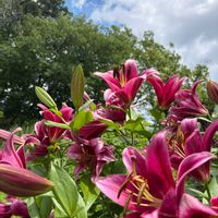 アガパンサス,ハス,ユリ,アメリカフヨウ,紫陽花 アジサイ あじさいの画像
