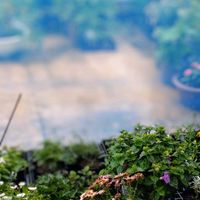 ダリア,種まき,花のある暮らし,お花を楽しむ,台風の画像