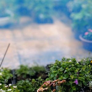 ダリア,種まき,花のある暮らし,お花を楽しむ,台風の画像