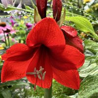 アマリリス,癒し,花のある暮らし,植物のある暮らし,アマリリス♪の画像