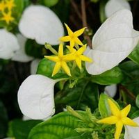 コンロンカ,コンロンカ,花のある暮らし,お散歩道の画像