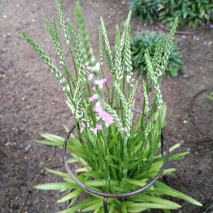 花壇,山野草,地味投稿,ネジリソウ,自宅園芸の画像