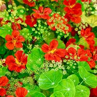 ナスタチウム,パセリ,金蓮花,凌霄葉蓮の画像