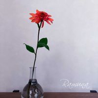 エキナセア,エキナセア ラズベリートラッフル,切り花,雨の日,小さな幸せ♡の画像