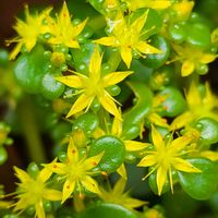 マンネングサ,多肉植物,開花,可愛い,花言葉の画像