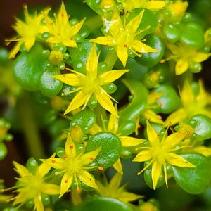 マンネングサ,多肉植物,開花,可愛い,花言葉の画像