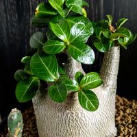 アデニウム,墨こけし,多肉植物,塊根植物,可愛いの画像