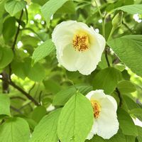 ドクダミ,ラベンダー,カワラナデシコ,八重咲きドクダミ,ナツツバキの画像