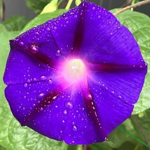 紫色の花,#ガーデニング,エクステリアの画像
