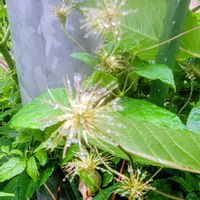 キキョウ,ニゲラ,シモツケ ,谷渡りの木,ニューギニアインパチェンスの画像
