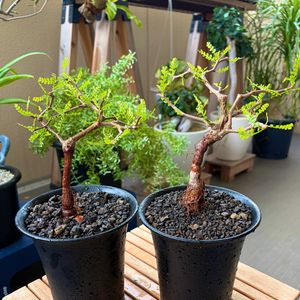 オペルクリカリア・パキプス,多肉植物,観葉植物,塊根植物,ベランダガーデンの画像