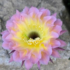 サボテン,花サボテン,多肉植物,サボテンの花,癒しの画像
