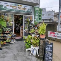 多肉植物,ウラボシ科,ビカクシダ属,食中植物,塊根の画像