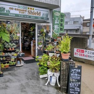 多肉植物,ウラボシ科,ビカクシダ属,食中植物,塊根の画像