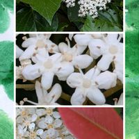 カナメモチ,カナメモチ,ハクサンボク,ハクサンボク,花のある暮らしの画像