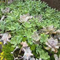 朧月,薄化粧,多肉植物の地植えの画像