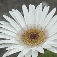 ガーベラ,ガーベラ,iPhone17の画像