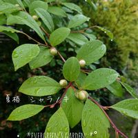 ヒメエニシダ,イロハモミジ,夏椿,ナツツバキ,沙羅の木の画像