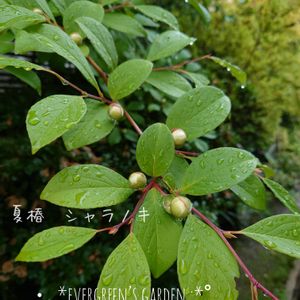 ヒメエニシダ,イロハモミジ,夏椿,ナツツバキ,沙羅の木の画像