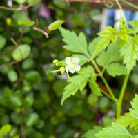 フウセンカズラ,フウセンカズラ,フウセンカズラ,小さな花,白い花の画像