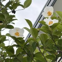 ナツツバキ,ガーデニング,花のある暮らし,ナチュラルスタイル,今日のお花の画像