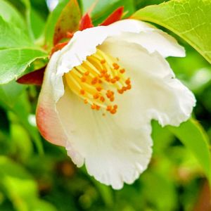 ヒメシャラ,ナツツバキ,庭木,白い花,今日のお花の画像