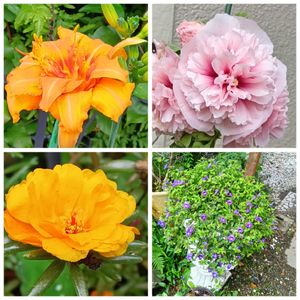 八重ポーチュラカ,八重のタチアオイ,八重ノカンゾウ,PWスーパートレニア,鉢植えの画像