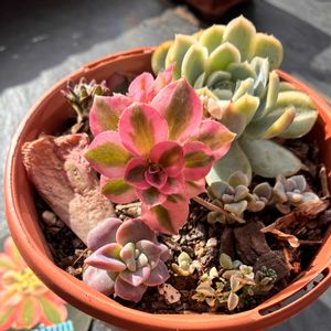 アエオニウム　ピンクウィッチ,花のある暮らし,多肉女子,テラス,ベランダの画像