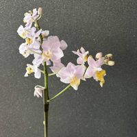 胡蝶蘭の画像