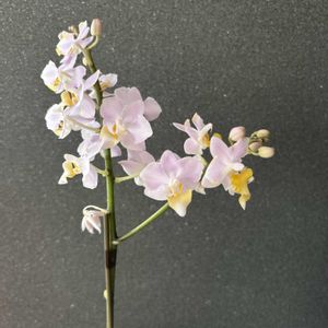 胡蝶蘭の画像