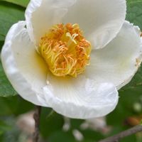 カサブランカ,サクランボ,ナツツバキ,ナツツバキ,さくらんぼ紅秀峰の画像