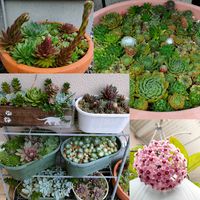 ホヤ・カルノーサ,センベルビウム,サクララン,センペルビウムの花,センペルビウムの画像
