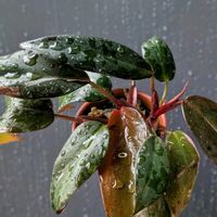 フィロデンドロン,フィロデンドロン・ピンクプリンセス,観葉植物,熱帯植物,植物のある暮らしの画像