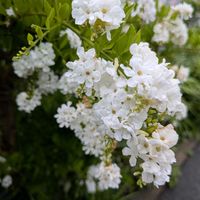 デュランタ,デュランタ ホワイトラブ,白い花,清々しい,爽やかの画像