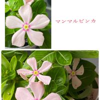 マンマルビンカ,マンマルビンカ,玄関前,うどん県人会,うどん県西支部の画像