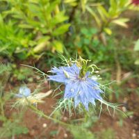 ニゲラ,花壇の画像