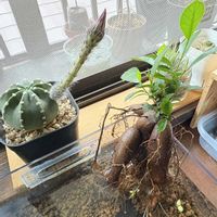 サボテン,ガジュマル,エキノプシス属 大豪丸の画像