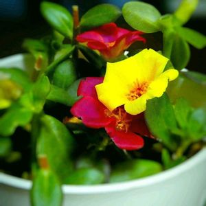 ポーチュラカ,ポーチュラカ,鉢植え,挿し木,室内栽培の画像