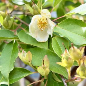 ヒメシャラ,ヒメシャラの花,ヒメシャラの実,ヒメシャラの幹,ヒメシャラの実殻の画像