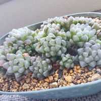 ハオルチア,紫オブツーサ,ハオルチア オブツーサ,多肉植物,ハオルチア属の画像