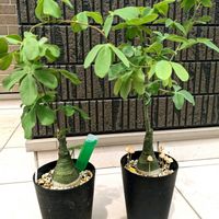アデニア・グラウカ,アデニア　,謎キノコ,多肉植物,塊根植物の画像