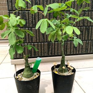 アデニア・グラウカ,アデニア　,謎キノコ,多肉植物,塊根植物の画像