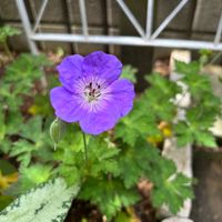 ゲラニウム,小さな庭の画像