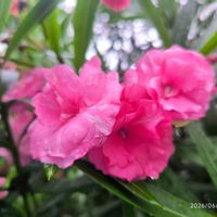 ネジバナ,キョウチクトウ,グンバイナズナ,ヒメヤブラン,いつもありがとうの画像