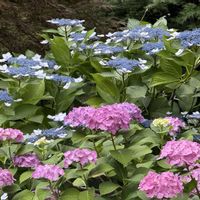 アジサイ,ハス,紫陽花,アナベル,グリーンの画像