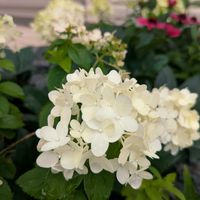 緑のある暮らし,みどりのある暮らし,小さな庭の画像