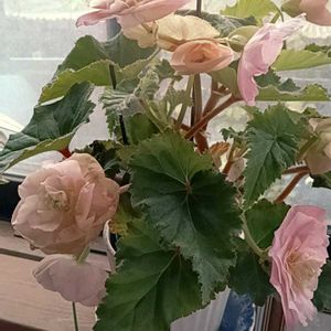 球根ベゴニア　フォーチュン,球根ベゴニア　フォーチュン,リビング,お花大好き♡,富士山麓の画像