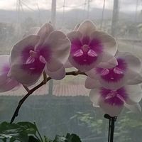 ハイビスカス,胡蝶蘭（こちょうらん）,胡蝶蘭（こちょうらん）,リビング,お花大好き♡の画像