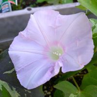 アサガオ,朝顔,あさがおの画像